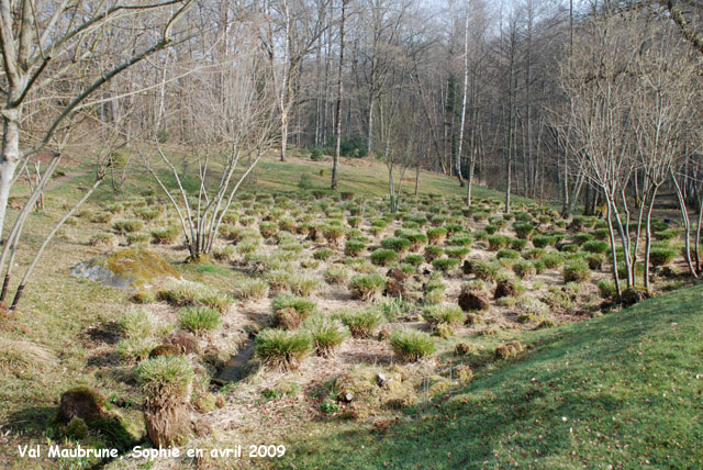 Val Maubrune: les Carex en hiver